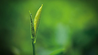 這片樹葉，改變了世界！