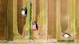 夏糧，穩(wěn)！