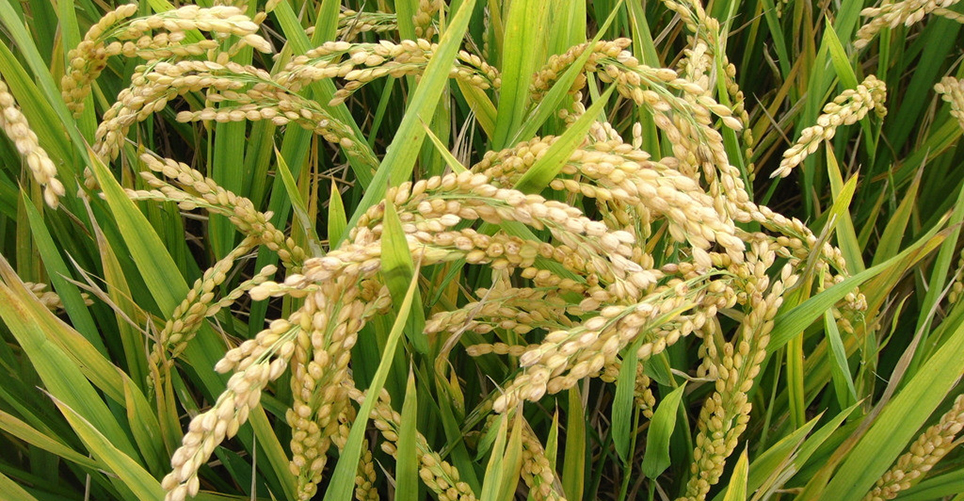 農(nóng)業(yè)部關于命名第一批國家農(nóng)產(chǎn)品質(zhì)量安全縣(市)的通知