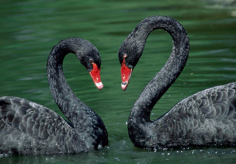 ?？低?ldquo;黑天鵝&rdquo;驚魂兩天