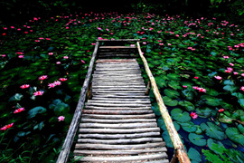 踱步花間，邂逅美麗