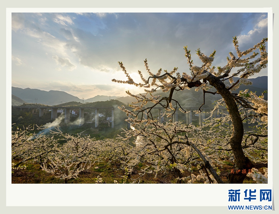 李花白，彩霞紅，春意濃