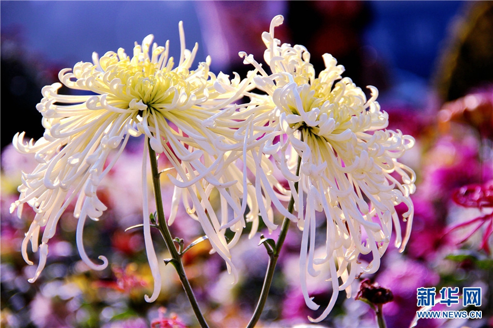 金秋時(shí)節(jié)，菊潤(rùn)車(chē)城