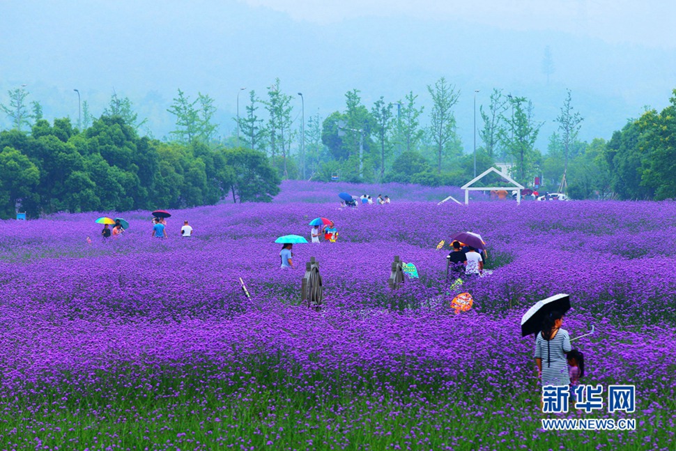 雨中游蓀湖花海，美翻了！