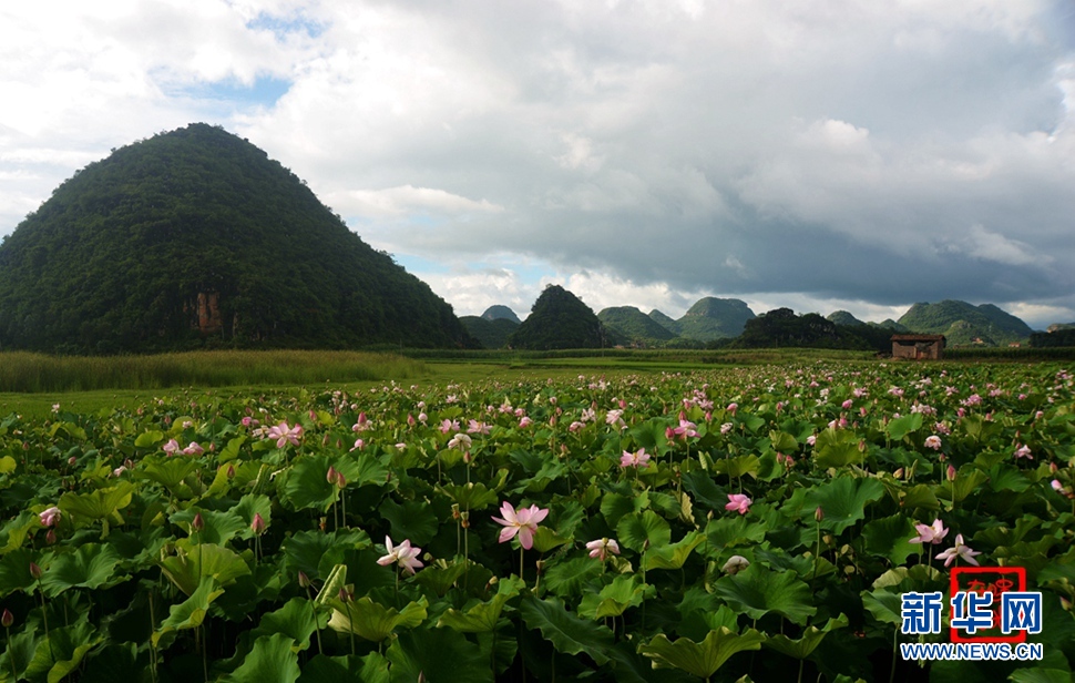 一生一世，萬畝荷花