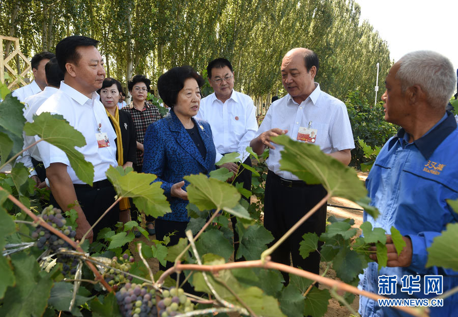 8月9日，中共中央政治局委員、中央統(tǒng)戰(zhàn)部部長、中央代表團副團長孫春蘭率中央代表團三分團，先后赴內(nèi)蒙古自治區(qū)烏海市、阿拉善盟看望各族干部群眾。這是孫春蘭在烏海市漢森酒業(yè)集團的葡萄種植園了解葡萄種植情況。新華社記者 任軍川 攝