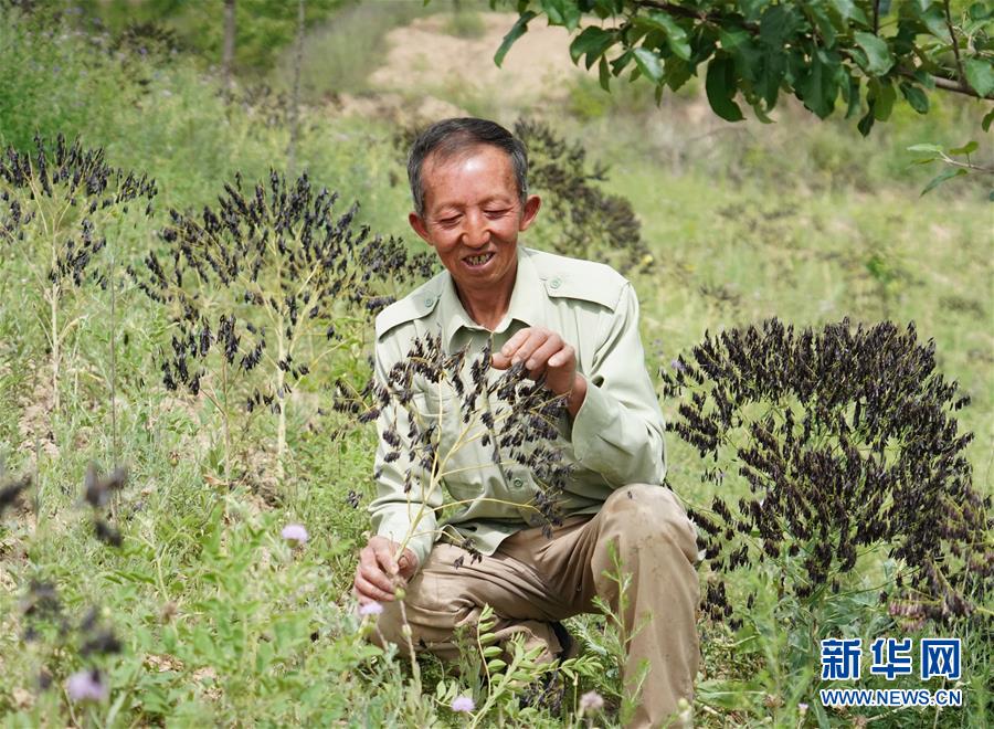 （壯闊東方潮 奮進(jìn)新時(shí)代&mdash;&mdash;慶祝改革開(kāi)放40年）（13）退耕還林20年 延安大地譜新篇