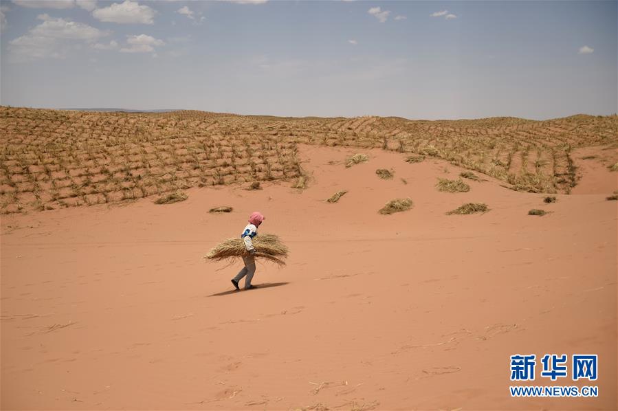 （新華全媒頭條&middot;圖文互動(dòng)）（3）荒漠化治理的&ldquo;中國(guó)智慧&rdquo;