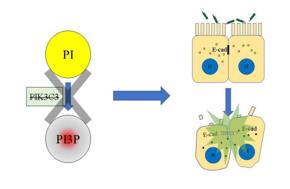 PI3P缺失導(dǎo)致上皮細(xì)胞連接破壞，最終招募中性粒細(xì)胞，發(fā)生急性炎癥