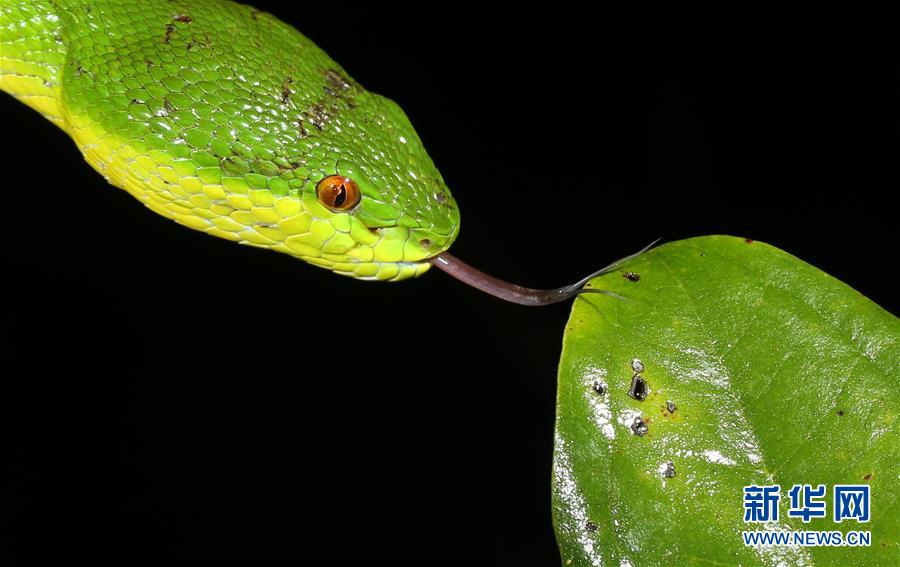 （新華全媒頭條&middot;圖文互動(dòng)）（2）歸來的雨林 