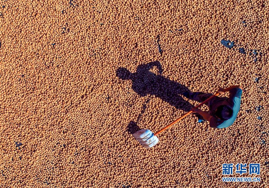 (在習(xí)近平新時代中國特色社會主義思想指引下——新時代新作為新篇章·鄉(xiāng)村振興戰(zhàn)略·圖文互動)(2)“小山貨”成為“黃金果”——河北涉縣山核桃“抱團發(fā)展”贏市場