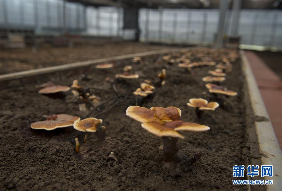 (百城百縣百企調(diào)研行·圖文互動)(9)西藏米林縣的綠色富裕路