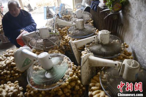 資料圖：山西太原蔬菜批發(fā)市場(chǎng)，姜販用多臺(tái)電風(fēng)扇風(fēng)干新鮮潮濕的生姜。<a target='_blank' ><p  align=