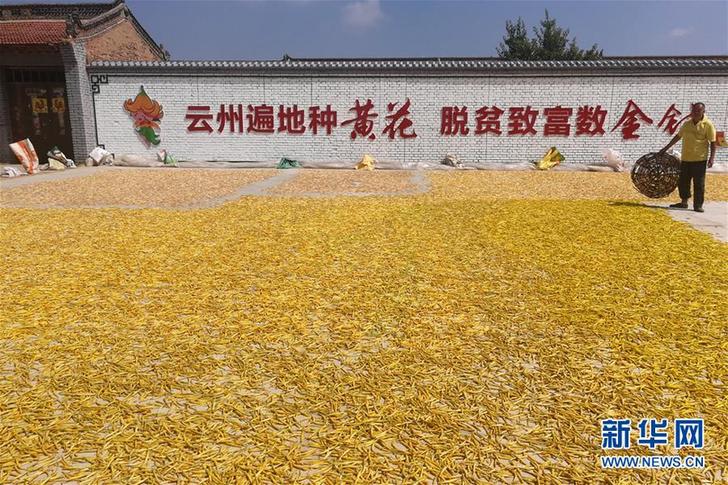 （在習近平新時代中國特色社會主義思想指引下&mdash;&mdash;新時代新作為新篇章&middot;鄉(xiāng)村振興戰(zhàn)略&middot;圖文互動）（2）一株忘憂草，萬家喜眉梢&mdash;&mdash;山西省大同市云州區(qū)黃花產業(yè)扶貧觀察