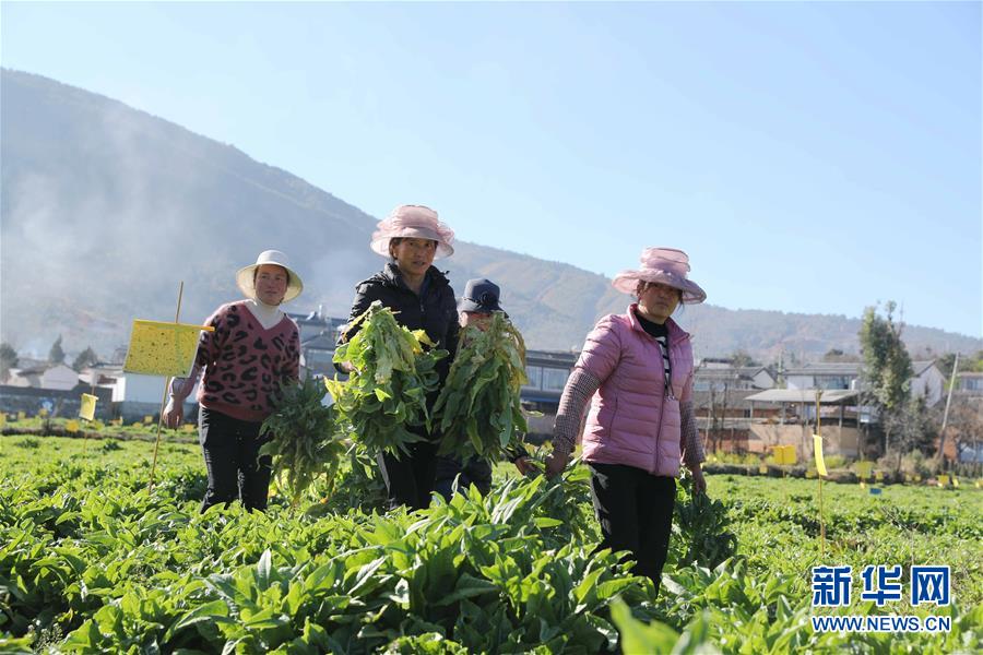 （新春走基層&middot;圖文互動）（1）&ldquo;蒜農(nóng)&rdquo;不種蒜 買蒜過除夕&mdash;&mdash;洱海農(nóng)業(yè)綠色轉型見聞