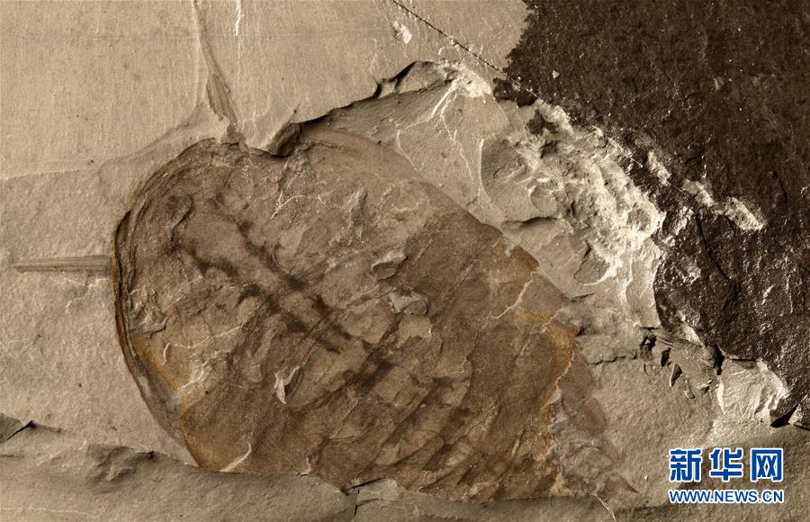 （新華全媒頭條&middot;圖文互動(dòng)）（10）探尋5億年前&ldquo;生命大爆炸&rdquo;之奧秘&mdash;&mdash;中國(guó)科學(xué)家發(fā)現(xiàn)寒武紀(jì)&ldquo;化石寶庫&rdquo;清江生物群紀(jì)實(shí)