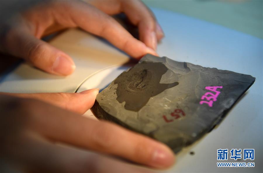 （新華全媒頭條&middot;圖文互動(dòng)）（8）探尋5億年前&ldquo;生命大爆炸&rdquo;之奧秘&mdash;&mdash;中國(guó)科學(xué)家發(fā)現(xiàn)寒武紀(jì)&ldquo;化石寶庫&rdquo;清江生物群紀(jì)實(shí)