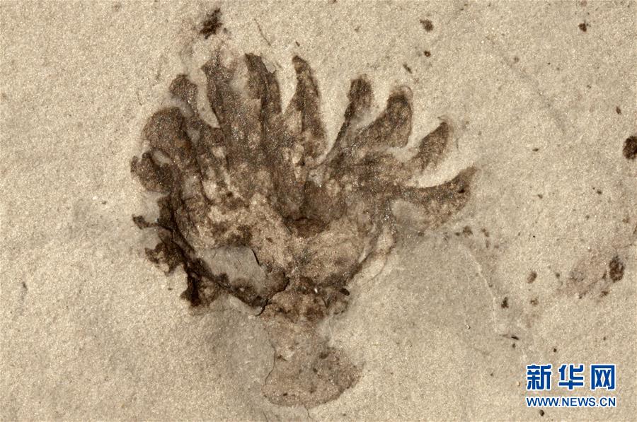 （新華全媒頭條&middot;圖文互動(dòng)）（9）探尋5億年前&ldquo;生命大爆炸&rdquo;之奧秘&mdash;&mdash;中國(guó)科學(xué)家發(fā)現(xiàn)寒武紀(jì)&ldquo;化石寶庫&rdquo;清江生物群紀(jì)實(shí)