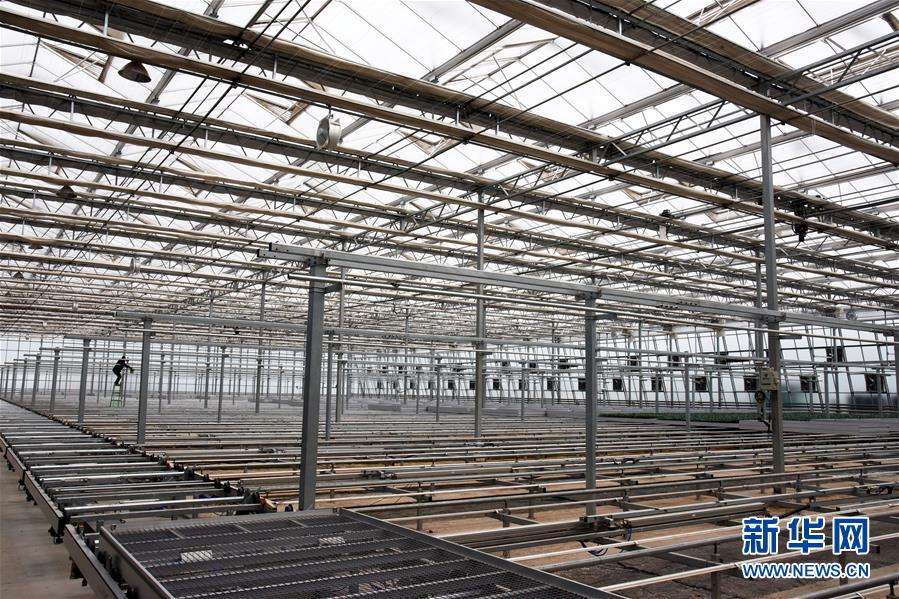 （壯麗70年&middot;奮斗新時代&middot;圖文互動）（9）山東壽光：一棵&ldquo;菜&rdquo;興一座城 