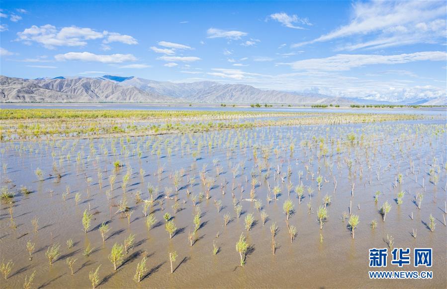 (壯麗70年·奮斗新時(shí)代——共和國(guó)發(fā)展成就巡禮·圖文互動(dòng))(9)人間奇跡在高原——新中國(guó)成立70年西藏發(fā)展成就紀(jì)實(shí)