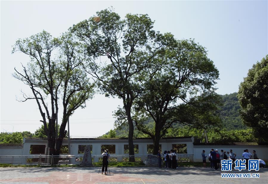 （壯麗70年&middot;奮斗新時(shí)代&mdash;&mdash;記者再走長(zhǎng)征路&middot;圖文互動(dòng)）（6）&ldquo;紅軍樹(shù)&rdquo;下憶初心、守初心