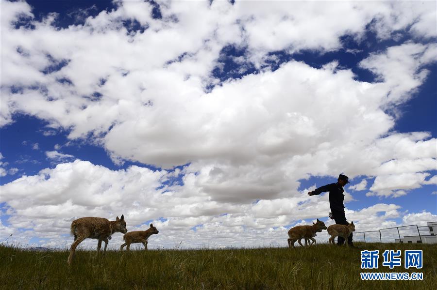 （今日關(guān)注&middot;第一屆國家公園論壇&middot;圖文互動）（5）首個國家公園什么樣？專家?guī)阆?ldquo;睹&rdquo;為快