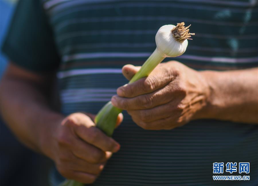 （決戰(zhàn)決勝脫貧攻堅(jiān)·圖文互動(dòng)）（3）記者手記：尋訪(fǎng)昆侖“桃花源”的“祛病”良方