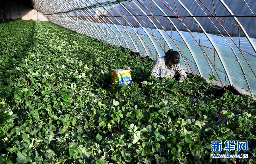 （在習近平新時代中國特色社會主義思想指引下&mdash;&mdash;新時代新作為新篇章&middot;習近平總書記關切事&middot;圖文互動）（3）戰(zhàn)&ldquo;疫&rdquo;要勁時，戰(zhàn)&ldquo;貧&rdquo;再加把勁！&mdash;&mdash;中央各部門助力脫貧攻堅很給力