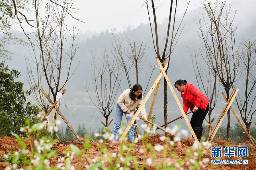 （決戰(zhàn)決勝脫貧攻堅(jiān)&middot;圖文互動(dòng)）政府種樹到農(nóng)家 培花育果再出發(fā)