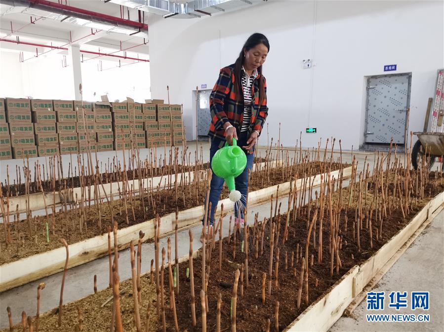 （決戰(zhàn)決勝脫貧攻堅&middot;圖文互動）（1）喚醒&ldquo;沉睡的大山&rdquo;&mdash;&mdash;&ldquo;經(jīng)營鄉(xiāng)村&rdquo;讓烏蒙山極貧鄉(xiāng)變了&ldquo;模樣&rdquo;