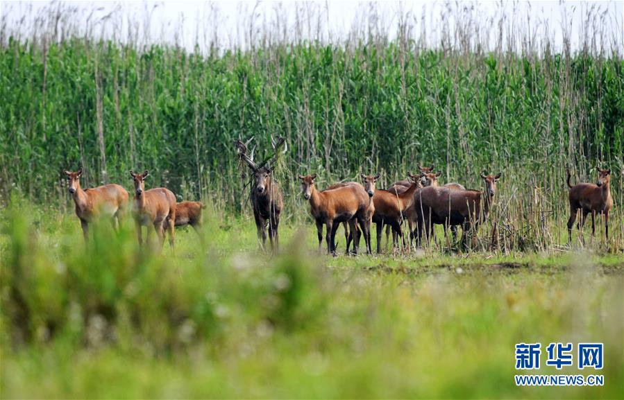 （新華全媒頭條&middot;圖文互動）（9）大湖新歌&mdash;&mdash;我國兩大淡水湖全面生態(tài)修復(fù)進(jìn)行時