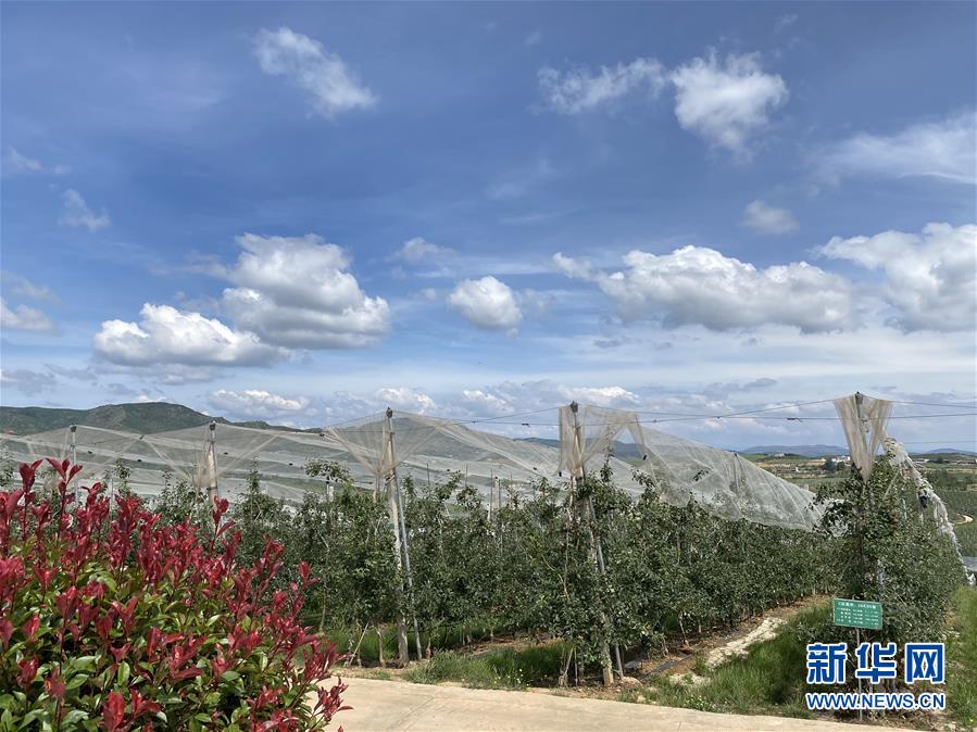 （決戰(zhàn)決勝脫貧攻堅(jiān)·圖文互動(dòng)）（3）高原紅了，日子好了——貴州海拔最高縣發(fā)展蘋果產(chǎn)業(yè)見聞