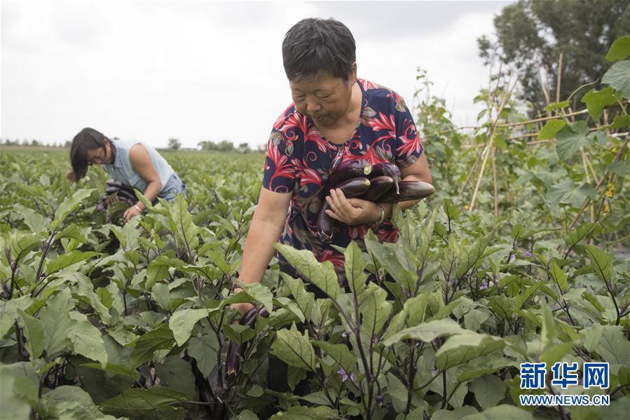 (決戰(zhàn)決勝脫貧攻堅(jiān)·圖文互動(dòng))(1)幸福村的幸福“菜”事