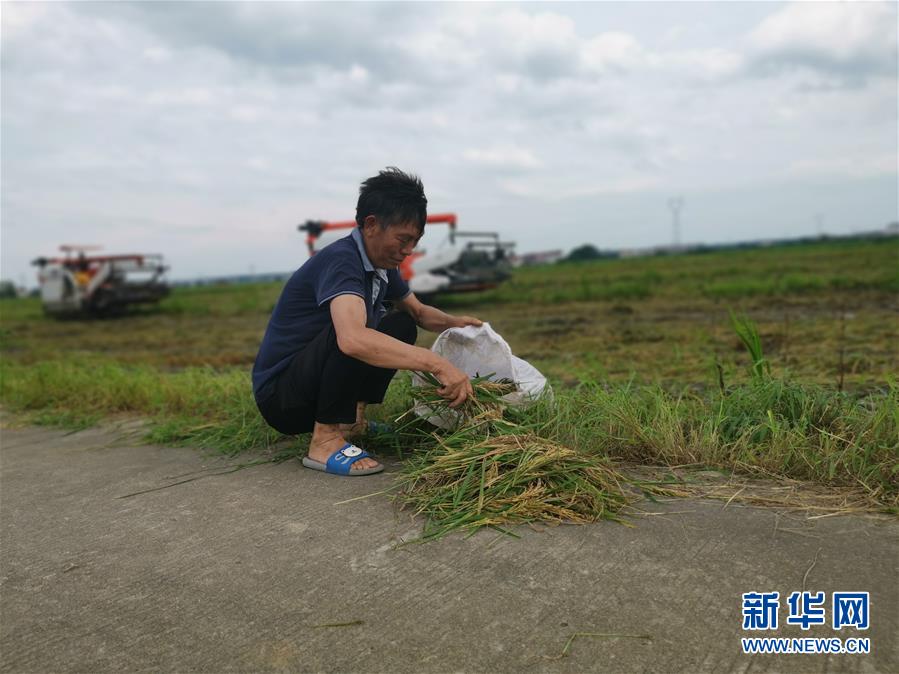 （新華視點(diǎn)·聚焦餐桌外的浪費(fèi)·圖文互動(dòng)）（1）顆粒歸倉(cāng)為何難實(shí)現(xiàn)？我國(guó)糧食收割環(huán)節(jié)損失驚人