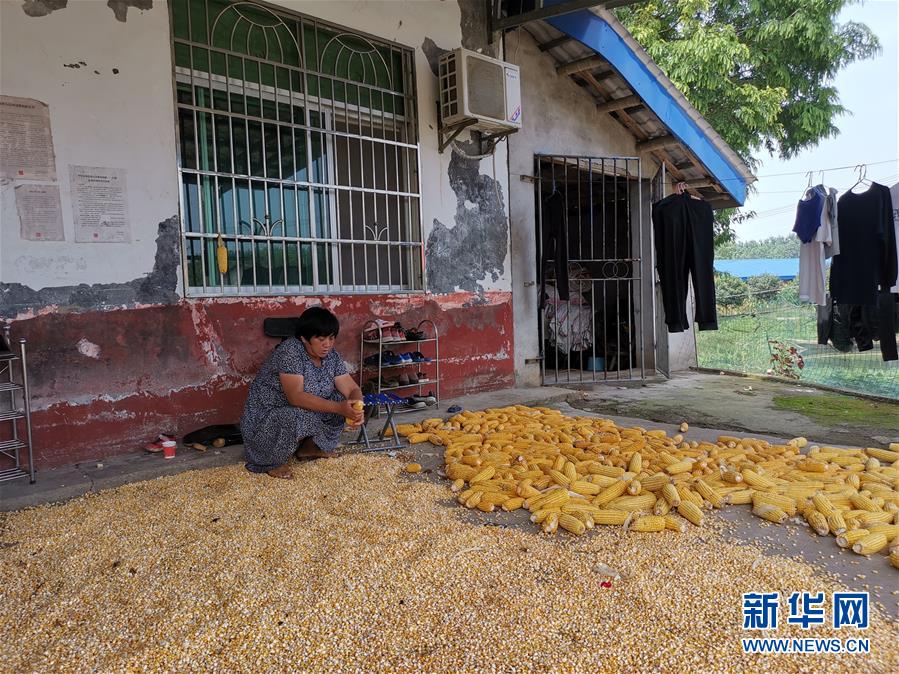 （新華視點(diǎn)·聚焦餐桌外的浪費(fèi)·圖文互動(dòng)）（3）農(nóng)戶儲(chǔ)糧損失達(dá)8%！設(shè)施普遍簡(jiǎn)陋，蟲害霉變堪憂