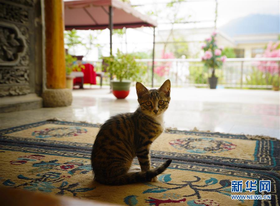（走向我們的小康生活·決戰(zhàn)決勝脫貧攻堅·圖文互動）（3）甘青交界處的跨越——保安族、撒拉族的脫貧故事