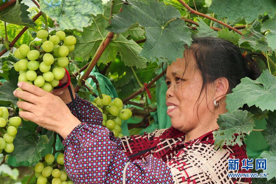 （決戰(zhàn)決勝脫貧攻堅(jiān)·圖文互動(dòng)）（2）同飲一江水 攜手“斬窮根”——深圳對(duì)口廣西河池、百色扶貧協(xié)作見聞