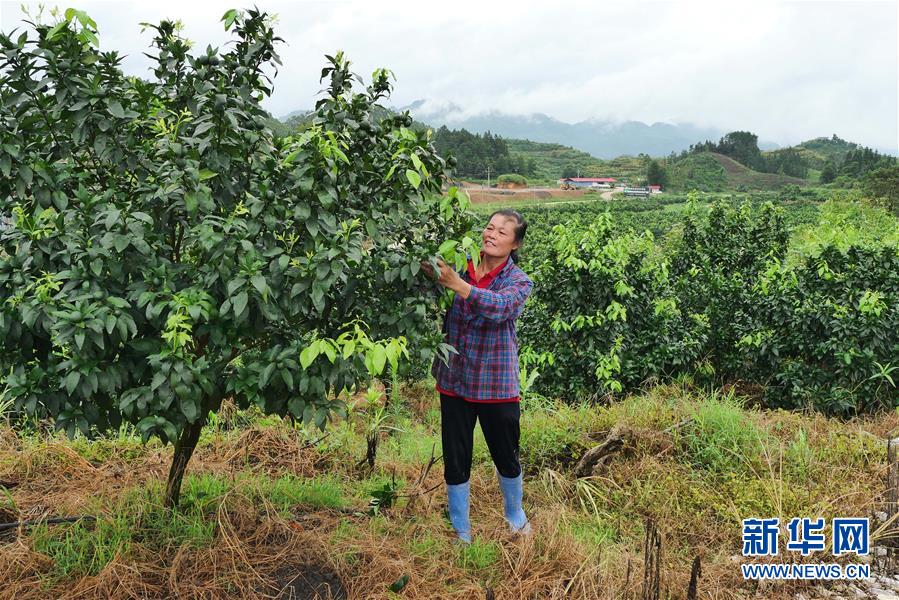 （決戰(zhàn)決勝脫貧攻堅(jiān)·圖文互動(dòng)）（10）同飲一江水 攜手“斬窮根”——深圳對(duì)口廣西河池、百色扶貧協(xié)作見聞