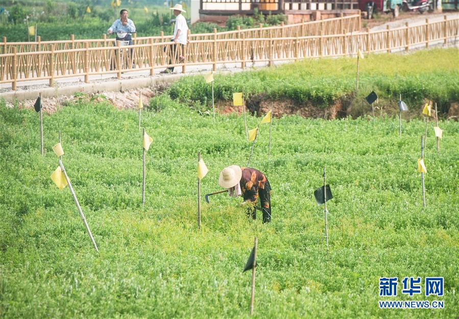 （新華全媒頭條·走向我們的小康生活·圖文互動）（9）特殊之年，荊楚大地書寫不平凡的答卷