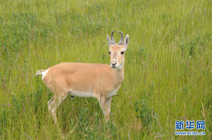 （新華全媒頭條&middot;圖文互動）（11）大湖見證 &mdash;&mdash;持續(xù)保護讓青海湖生態(tài)華麗&ldquo;蝶變&rdquo;