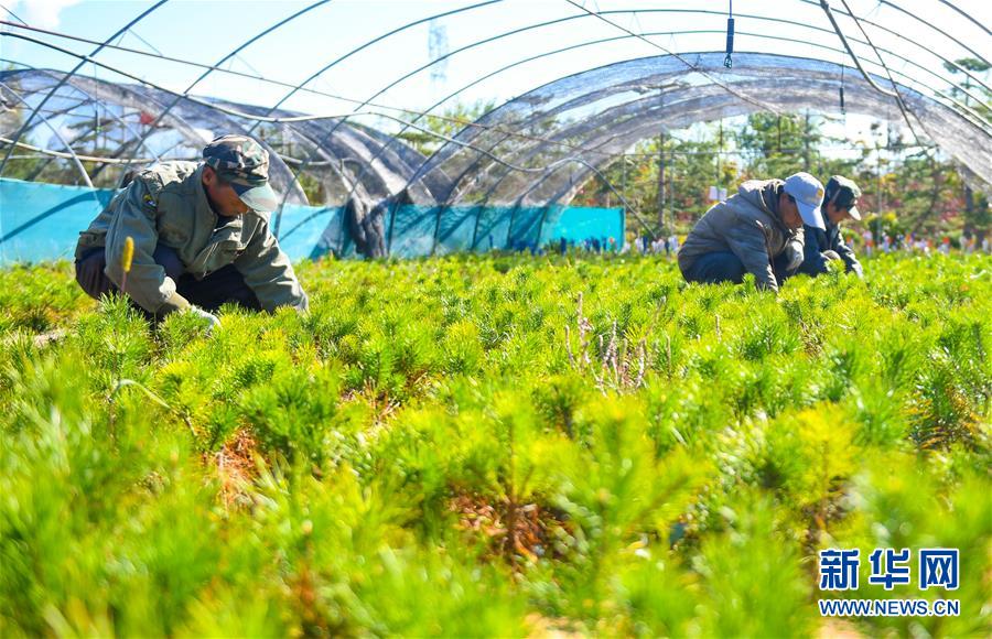 （在習(xí)近平新時代中國特色社會主義思想指引下——新時代新作為新篇章·習(xí)近平總書記關(guān)切事·圖文互動）（8）綠意，在黃沙中鋪展——我國防沙治沙紀(jì)實