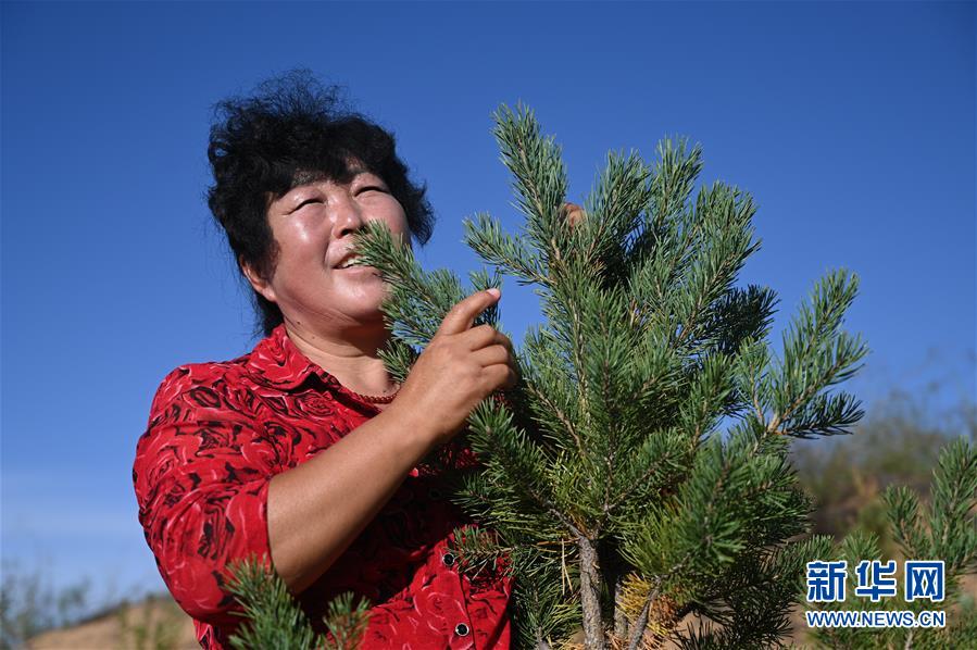 （在習(xí)近平新時代中國特色社會主義思想指引下——新時代新作為新篇章·習(xí)近平總書記關(guān)切事·圖文互動）（5）綠意，在黃沙中鋪展——我國防沙治沙紀(jì)實