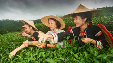 海南&ldquo;綠色娘子軍&rdquo;植樹26載萬畝沙丘變綠洲