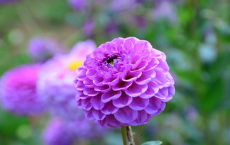 宛如童話世界！昆明撈魚河濕地公園8萬株大麗花綻放