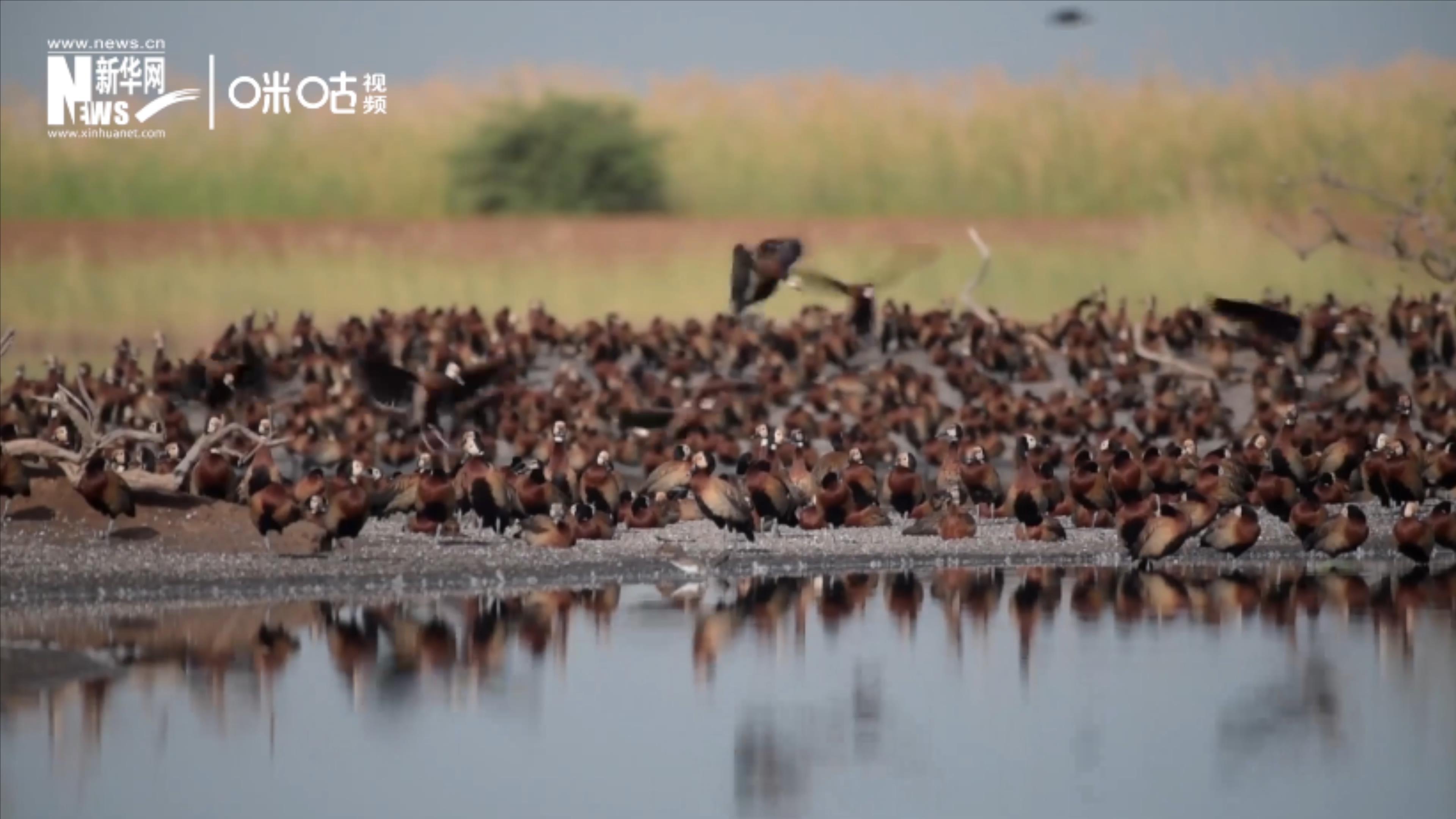 候鳥將人類、生態(tài)系統(tǒng)和世界各國連在一起