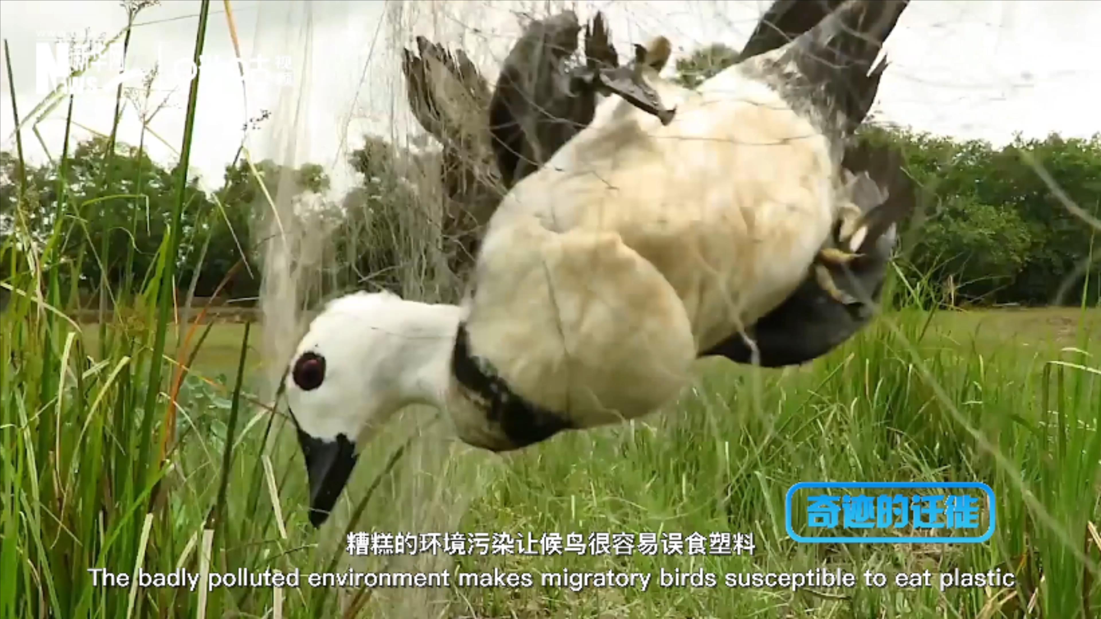 棲息地減少、環(huán)境污染、捕殺正威脅著候鳥的生存