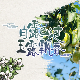 白露已過(guò)，玉露飄香