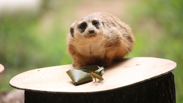 歡樂&ldquo;粽&rdquo;動員！小動物們吃上了&ldquo;專屬&rdquo;粽子