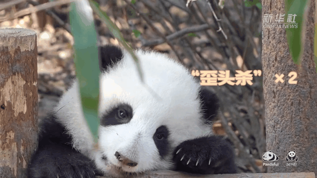 請(qǐng)注意，前方有滾滾發(fā)起近距離“歪頭殺”