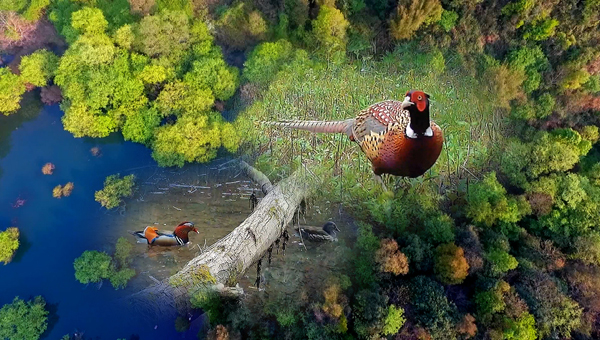 世界地球日丨神奇珍稀動物在哪里？車八嶺國家級自然保護區(qū)走一波